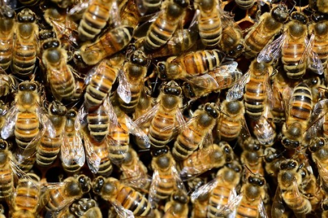 Las abejas de la miel compiten con las salvajes por el mismo hábitat