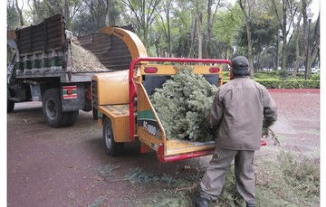 Acude a los centros de acopio y recicla tu árbol de Navidad