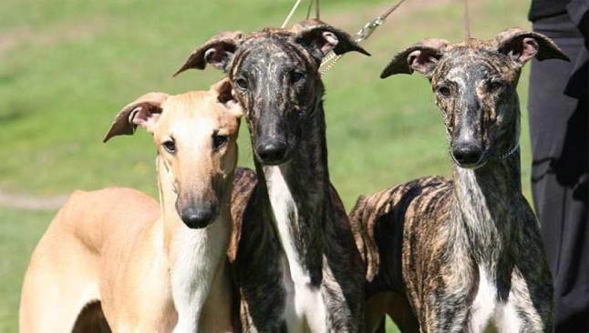 Hay que FINIQUITAR la caza con galgos