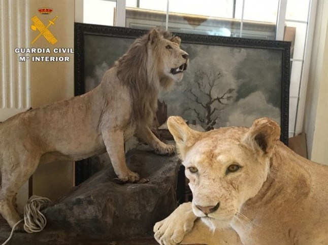 La poca vergüenza de tener dos leones disecados en un establecimiento comercial de La Rioja