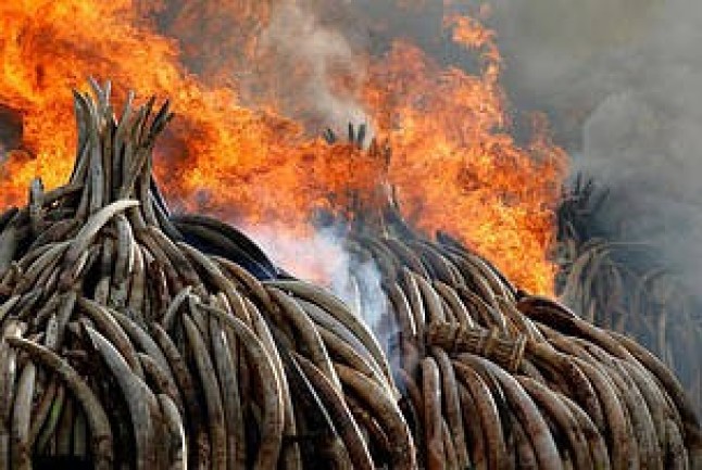 Incautan 216 colmillos de elefante en el sudeste de Camerún