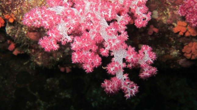 El cambio climático pone en jaque a los corales de todo el mundo