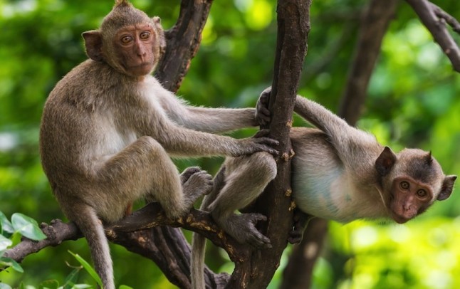 Estados Unidos: Florida en alerta por monos portadores de un virus que puede ser mortal