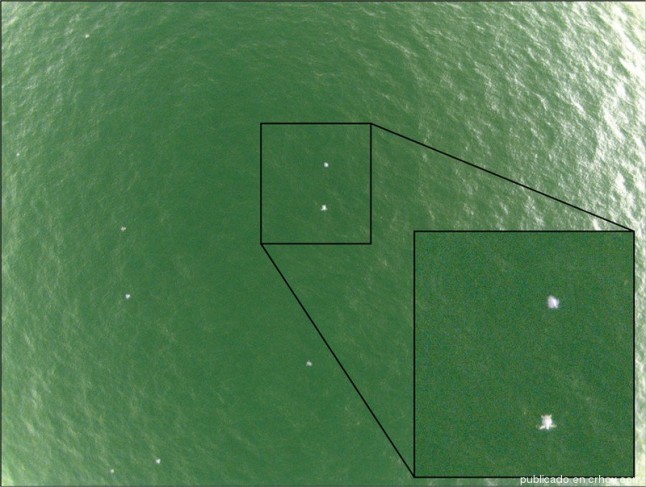 El ojo de un dron reafirma a Ostional como un ‘paraíso’ para las tortugas