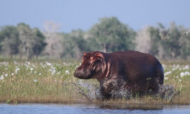 Las guerras reducen las poblaciones de rinocerontes