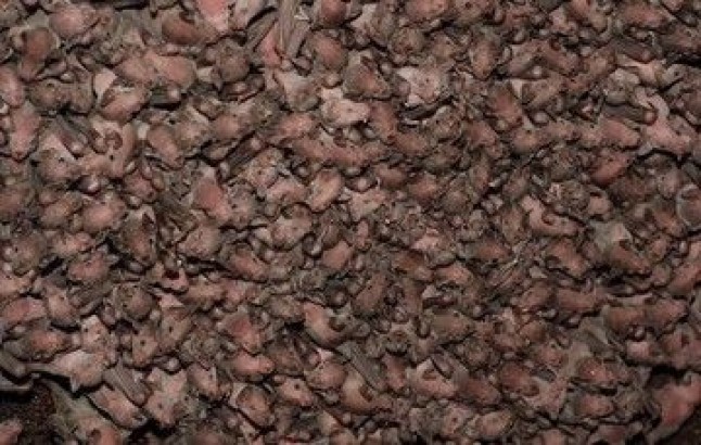 Conservación del Murciélago en México