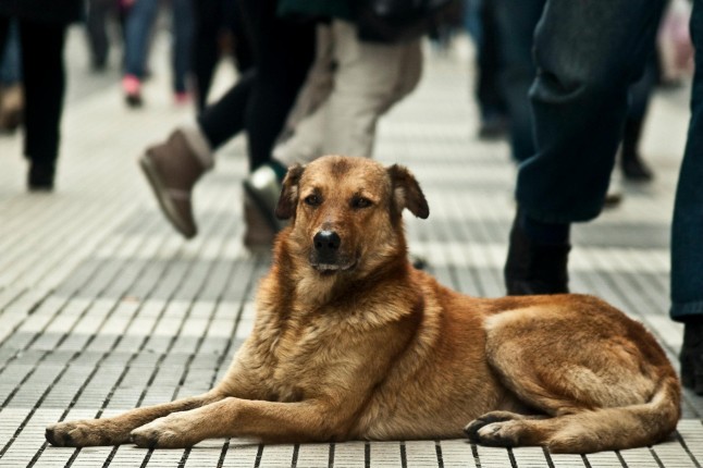 Buenos Aires: Seis millones de perros y gatos viven en las calles