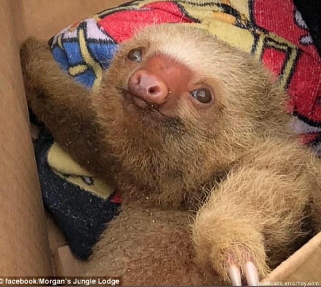 Conmovedor rescate de bebé perezoso en playa tica dio la vuelta al mundo