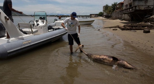Brasil: Un virus provocó la muerte de 170 delfines