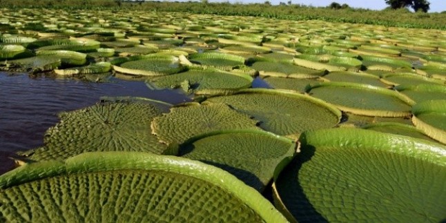 Paraguay: Denuncian la depredación de plantas acuáticas amenazadas