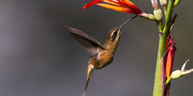 México: Crece la tendencia de crear jardines de polinizadores