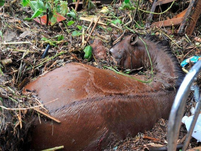 Miami: Hallan decenas de caballos muertos