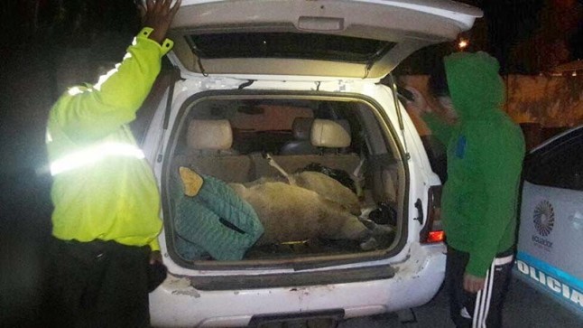 Se inicia proceso penal por tenencia ilegal de vida silvestre