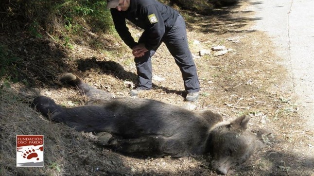 El disparo contra un osezno en Cantabria denunciado ante la Fiscalía