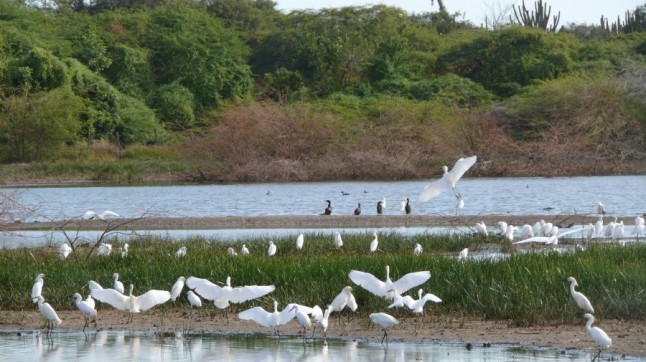 Día Mundial de los Humedales: 4 historias de Latinoamérica