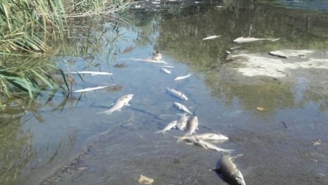 Argentina: Aparecieron cientos de peces muertos en Santa Fe