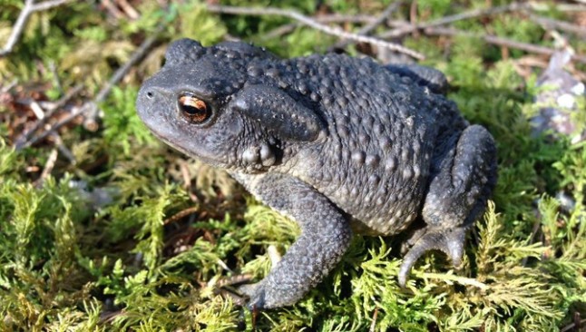 La hibridación entre sapos ayuda a entender el origen de nuevas especies