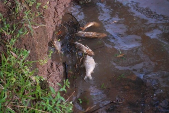 Peces muertos en el río Paraná: cambio climático o agrotóxicos