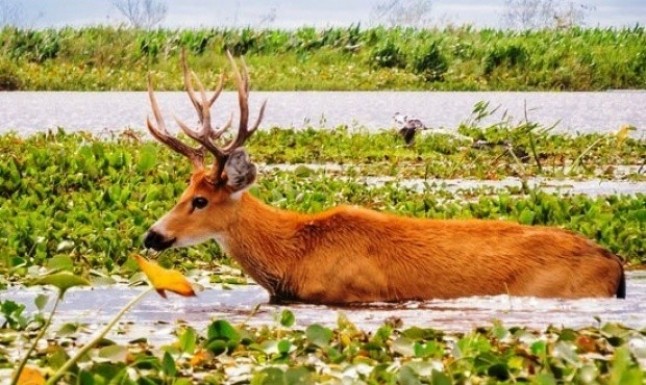 Argentina: La Reserva Otamendi será Parque Nacional desde mediados de año