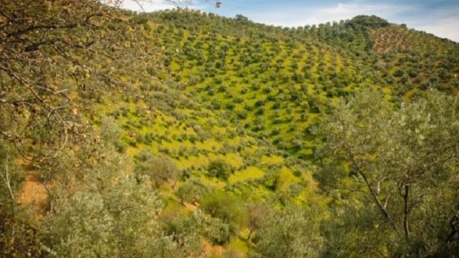 Proyecto para buscar las cubiertas vegetales idóneas para la biodiversidad en el olivar