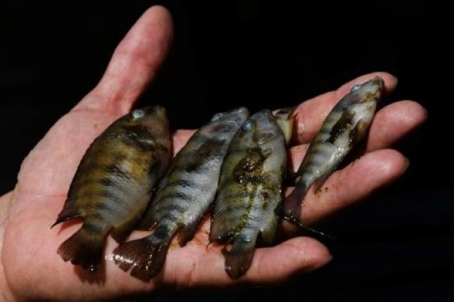 Centroamérica: Alerta por la mortandad de peces en el río Lempa