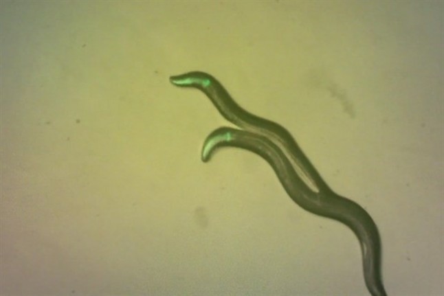 Un gusano renunció a un cuarto de su genoma para autofecundarse