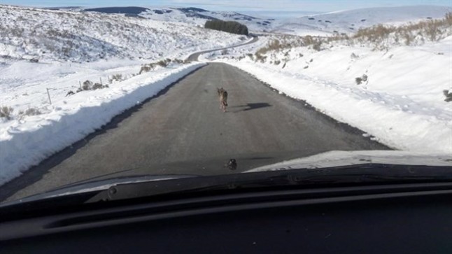 Atropello intencionado de un lobo en Gredos