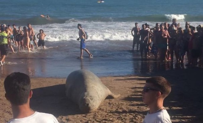 Argentina: Apareció un elefante marino en una playa de Mar del Plata