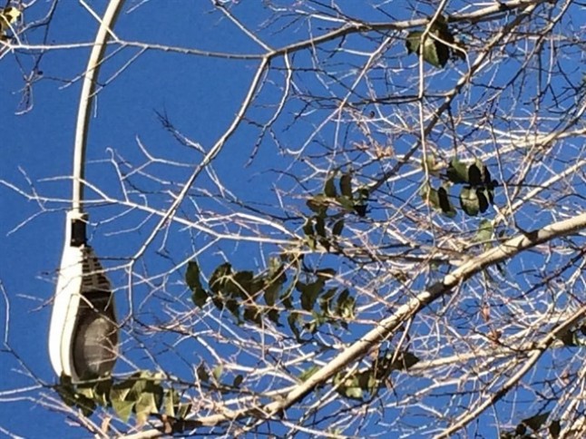 El Ayuntamiento de Málaga sustituirá más de 6.000 puntos de luz por tecnología led para abaratar el consumo