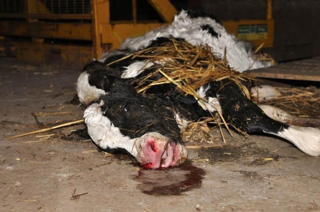 Las barbaries que esconden las granjas españolas