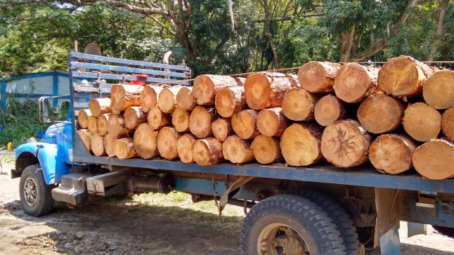 Naciones Unidas advierte sobre el crecimiento del tráfico ilegal de madera en América Latina