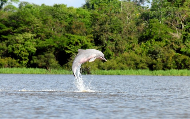 El refugio de los delfines de río en Amazonía