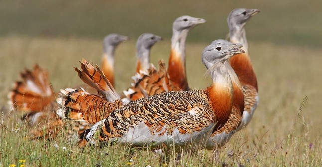 Ayudas para agricultores de zonas ZEPA en Castilla – La Mancha