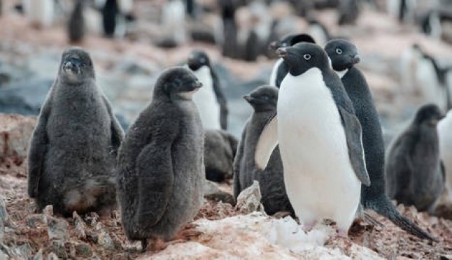 La inmensa belleza de la Antártida