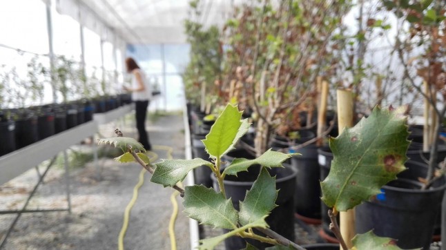 Estudio sobre las encinas sedientas