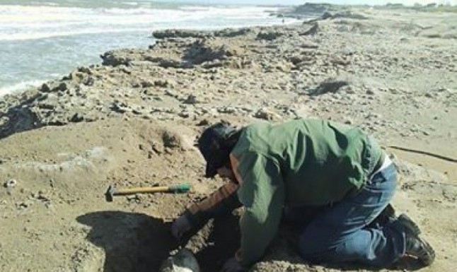 Argentina: Hallaron un cráneo de un perezoso en la zona costera de Santa Clara del Mar