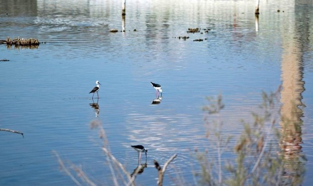 Unas 12.000 aves acuáticas de 58 especies diferentes pasan el invierno en las albuferas del norte de Mallorca
