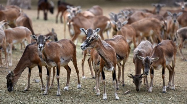 Argentina: Llamarán a un Plan de Adopción Responsable para animales del ex Zoo de Mendoza
