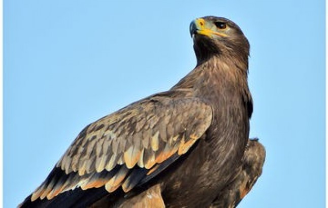 Avistamientos de águila real en varios estados; el más reciente