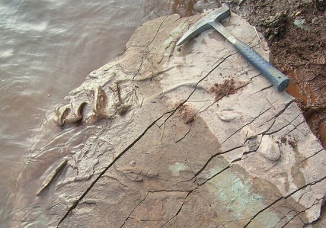 Descubren en Valencia una  de las huellas de tortugas más antiguas del planeta