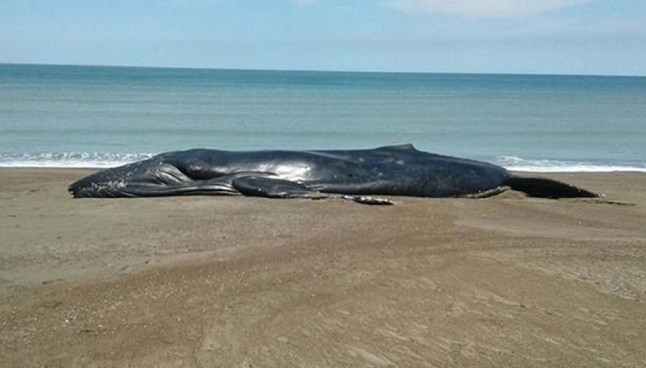 Argentina: Murió una ballena que había quedado varada en Viedma