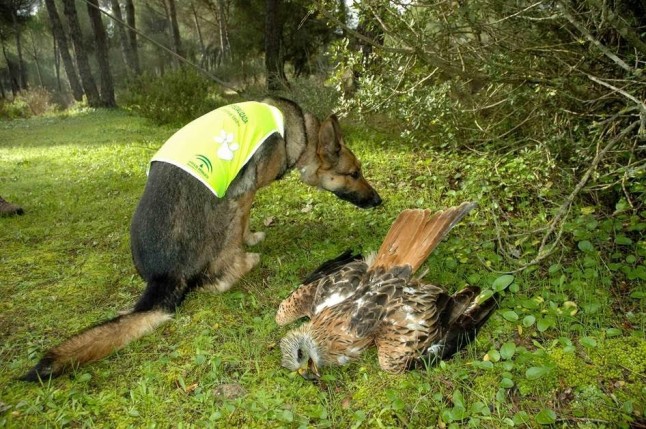 La Policía Adscrita pone a disposición judicial a 63 acusados de delitos ambientales en Andalucía