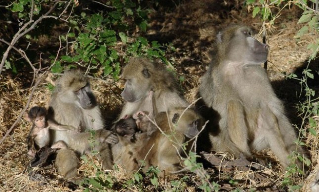 Mono 1 llamando a mono 2