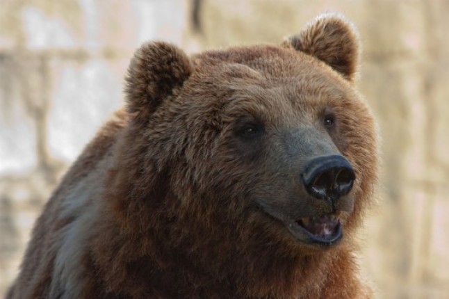 Los osos pardos ibéricos no descienden de los huidos del norte en la Edad de Hielo