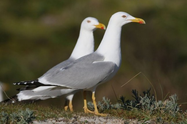 Los excrementos de las aves marinas transforman la composición de los suelos