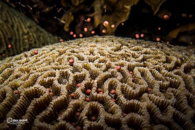 Desde España intentan frenar el blanqueamiento de corales en Koh Tao (Tailandia)