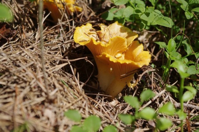 El futuro de las setas ante el cambio climático