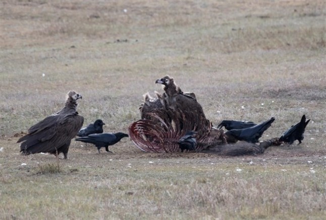 Depredadores y carroñeros