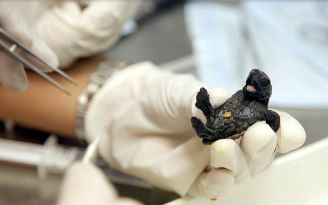 Feliz aniversario desde ECOticias.com para la ‘Fundación Oceanogràfic’