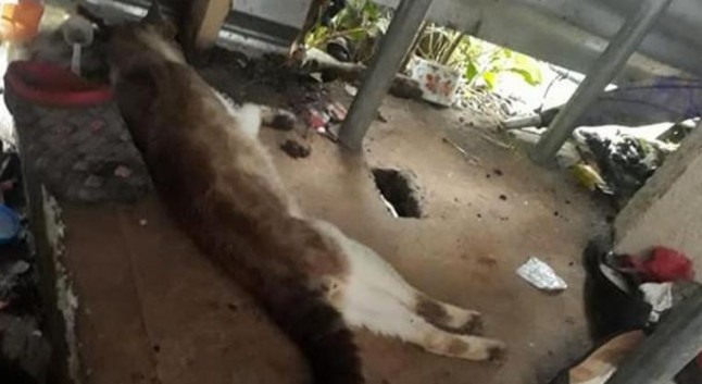 México: Envenenaron a 20 animales domésticos en Veracruz